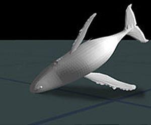 Research reveals bottom feeding of tagged humpback whales
