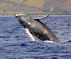 Brazil humpback population on the rebound