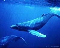 Shadow Of Colonialism And Prejudice Hang Over Whale Meet