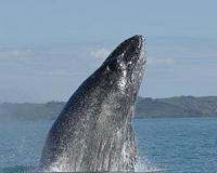 Humpback habitats off Madagascar revealed as energy exploration ramps up