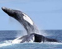 Scientists reconstruct evolutionary history of whale hearing