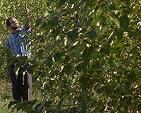 Fighting Pollution The Poplar Way: Trees To Clean Up Indiana Site