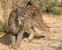 Cars threaten world's most endangered feline