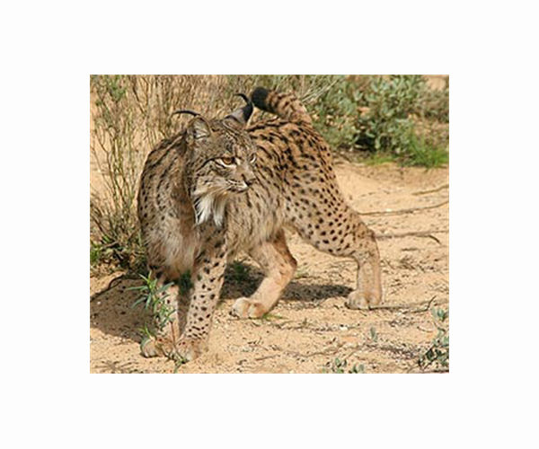 France's lynx at high risk of extinction: study