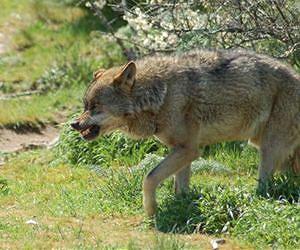 The Iberian wolf lives close to humans more for refuge than for prey