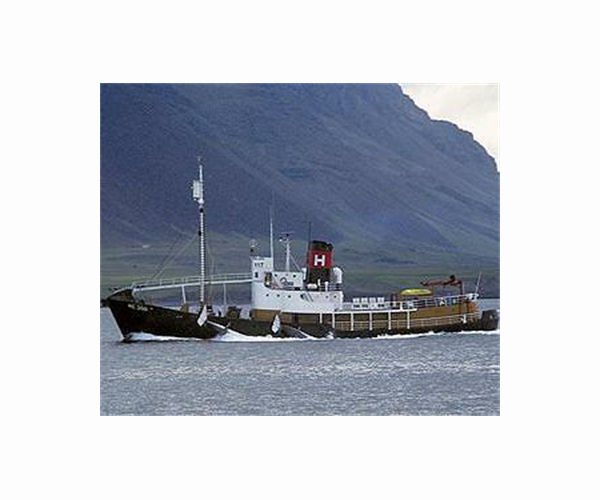Iceland authorises whale hunting until 2029