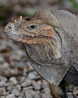 Shakeup Of Reptile Family Tree Reveals Surprising Genetic Relationships