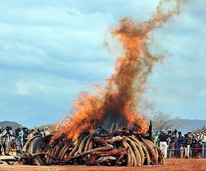 Bloodhounds deployed to fight elephant poaching in DR Congo