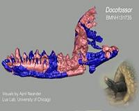Earliest-known arboreal and subterranean ancestral mammals discovered