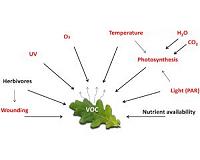De-mystifying the study of volatile organic plant compounds