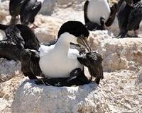 Corps of Engineers to cull Oregon cormorants preying on endangered salmon
