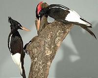 All that pecking may give woodpeckers brain damage