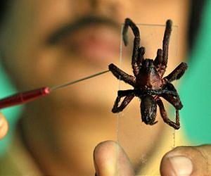 Spider invasion spooks Indian village
