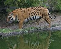Asian building boom poses new threat to tigers