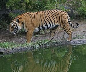 Mamdouh: the Baghdad tiger on Broadway