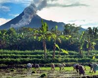 Mount Merapi Besieged By Monkeys