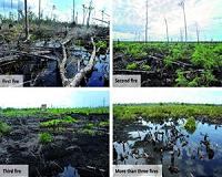 Forest fires destroying vital buffer against climate change