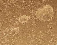 Scientists closer to creating 3D computer model of a cell
