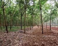 Payments to protect carbon stored in forests must increase to defend against rubber