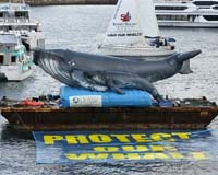 Threat To Humpbacks Fuels Australian Anger Over Japanese Whaling