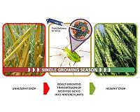 DARPA enlists insects to protect agricultural food supply and commodity crops