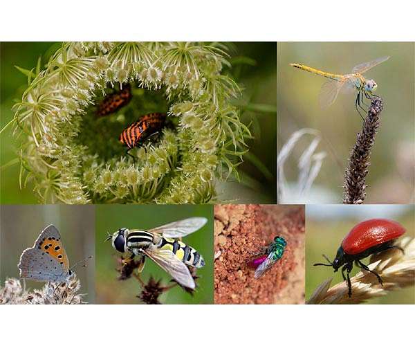Climate change can put more insects at risk for extinction