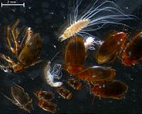 Evidence for functional redundancy in nature