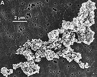 Organic Molecules Transport Strongest Spectral Signature Of Interplanetary Dust