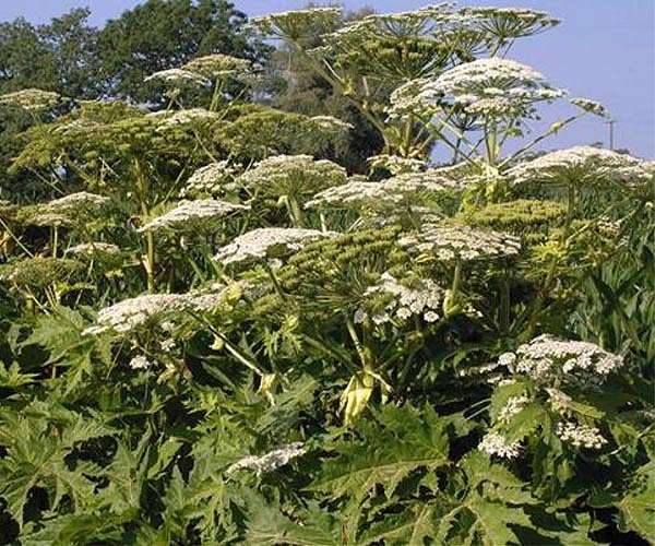 Invasive species could reap benefits from extreme weather