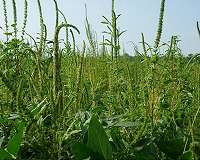 Czech Republic to restrict use of glyphosate weedkiller
