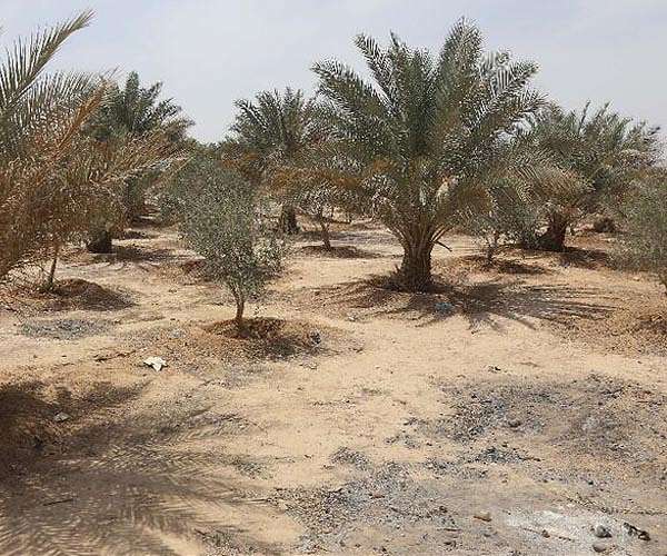 Iraq's date palms: rescuing a national icon