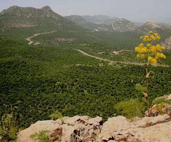Saving the vanishing forests of Iraq's Kurdistan