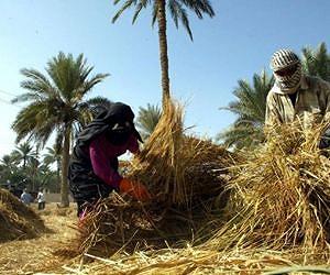 Iraq rice farmers get extra power allocation