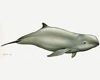 Large population of endangered dolphins found off Bangladesh
