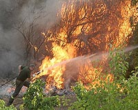 Climate change fueling forest fires in Europe: Greenpeace
