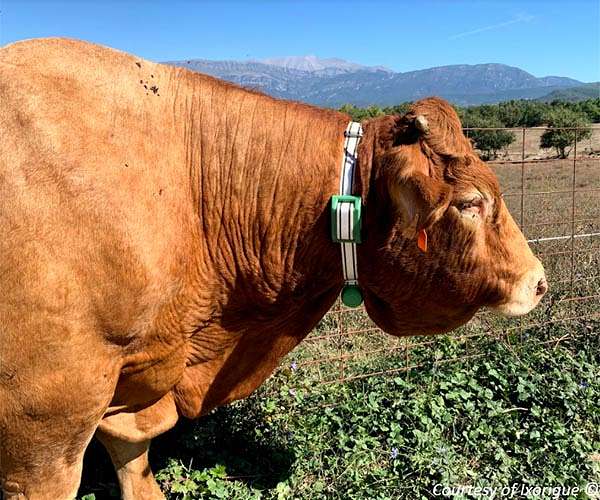 Ixorigue: the solution for livestock management integrating Galileo and Copernicus