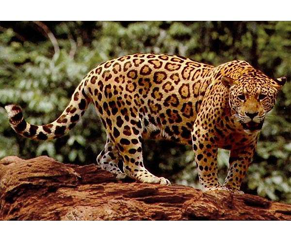 Nicaragua operation rescues two endangered jaguar cubs