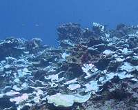 Study tracks severe bleaching events on a Pacific coral reef over past century