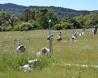 Grassland plants react unexpectedly to high levels of carbon dioxide