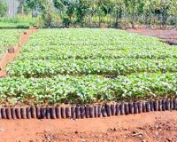 Jatropha Conference Geared Toward Increasing Biofuel Potential