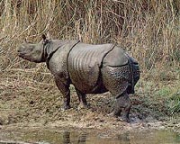 India appeals for help for baby rhinos rescued in floods