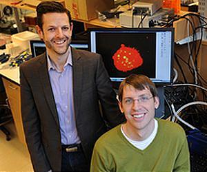 Harvard scientists control cells following transplantation, from the inside out