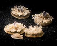 The surprising, ancient behavior of jellyfish
