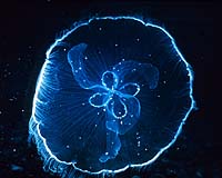 Jellyfish outbreaks a sign of nature out of sync