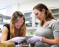 Measuring a crucial mineral in the mantle
