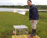 Wetlands will keep up with sea level rise to offset climate change