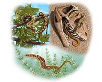 The world's oldest known snake fossils