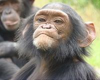 Chimpanzee flexibly use facial expressions and vocalizations