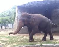 Asia's wild-captured worker elephants die young
