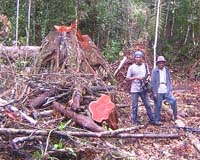 Indonesia to clean up timber exports